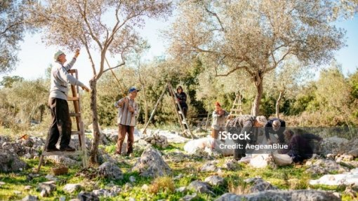 HOGYAN LESZ AZ OLÍVABOGYÓBÓL OLÍVAOLAJ? 1. rész – ΑΠΟ ΤΗ ΣΥΓΚΟΜΙΔΗ ΕΛΙΑΣ ΜΕΧΡΙ ΤΗΝ ΠΑΡΑΓΩΓΗ ΕΛΑΙΟΛΑΔΟΥ…